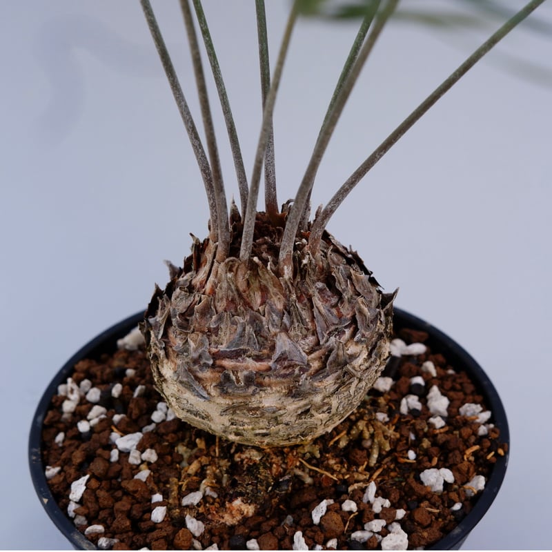 ザミア フロリダーナ 001 Zamia floridana 蘇鉄 | Sunny Branch