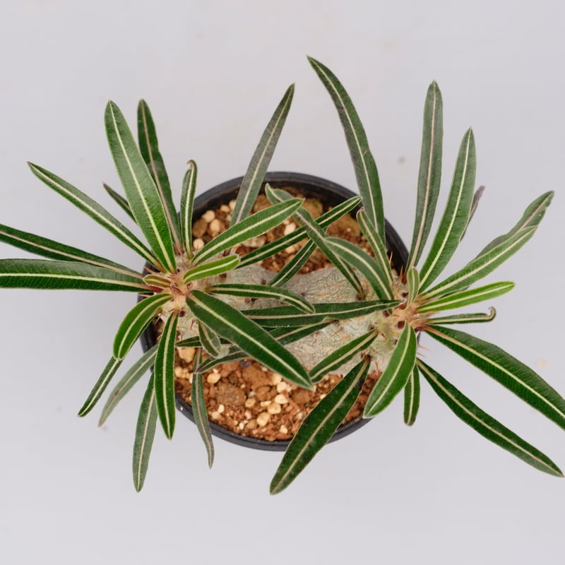 パキポディウム カクチペス 実生 双頭株 007 Pachypodium cactipes |