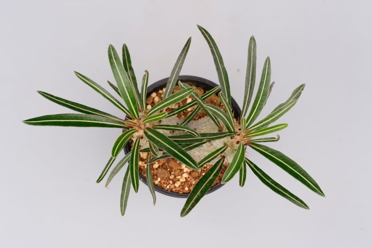 パキポディウム カクチペス 実生 双頭株 007 Pachypodium cactipes |