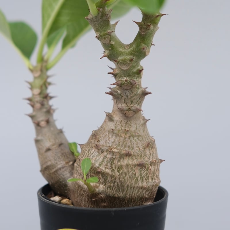 パキポディウム ウィンゾリー 実生株 073 Pachypodium windsorii |