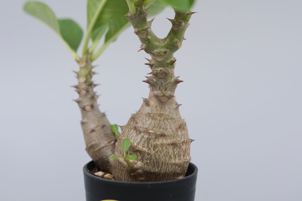 パキポディウム ウィンゾリー 実生株 073 Pachypodium windsorii |