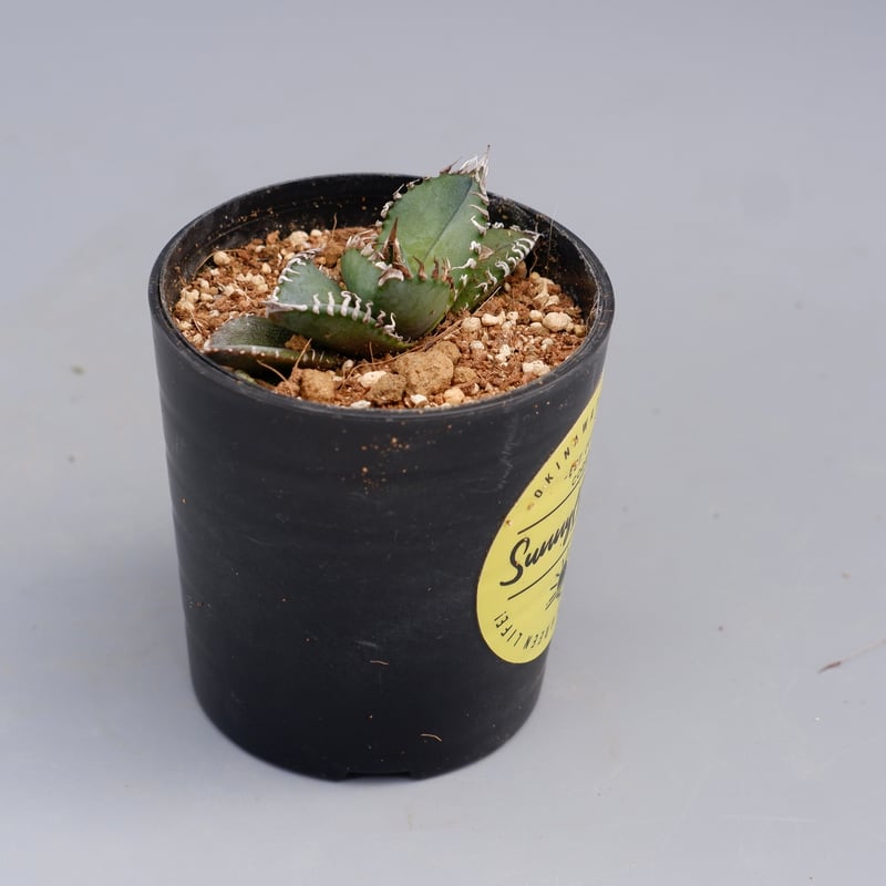 アガベ オテロイ 実生株 Agave oteroi seeding 085 | Sunny