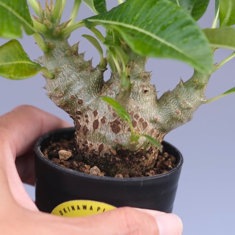 パキポディウム ウィンゾリー 実生株 091 Pachypodium windsorii |