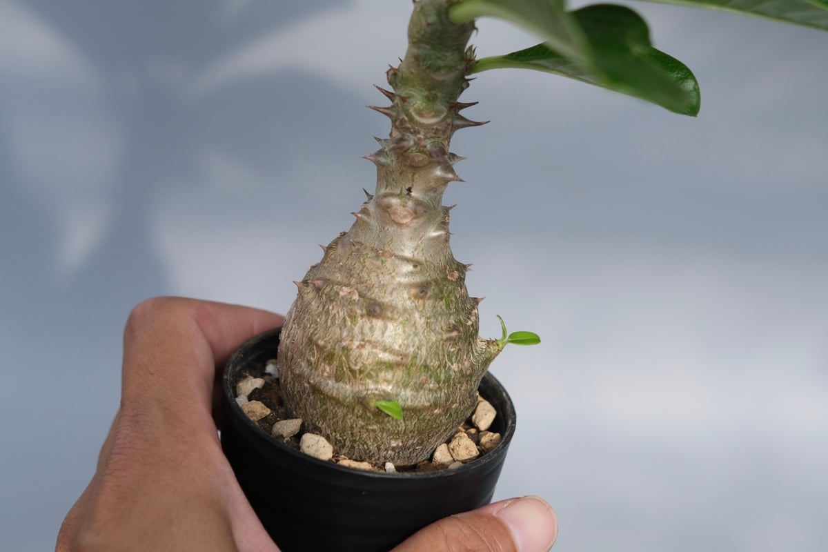 パキポディウム ウィンゾリー 実生株 067 Pachypodium windsorii |