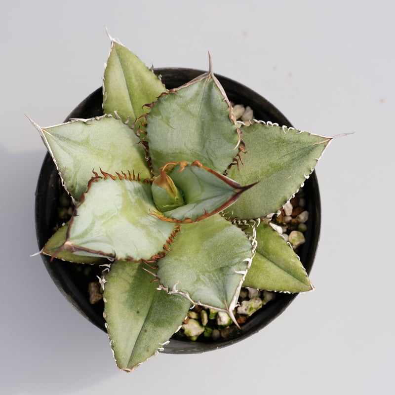 アガベ オテロイ 実生株 Agave oteroi seeding 035 | Sunny