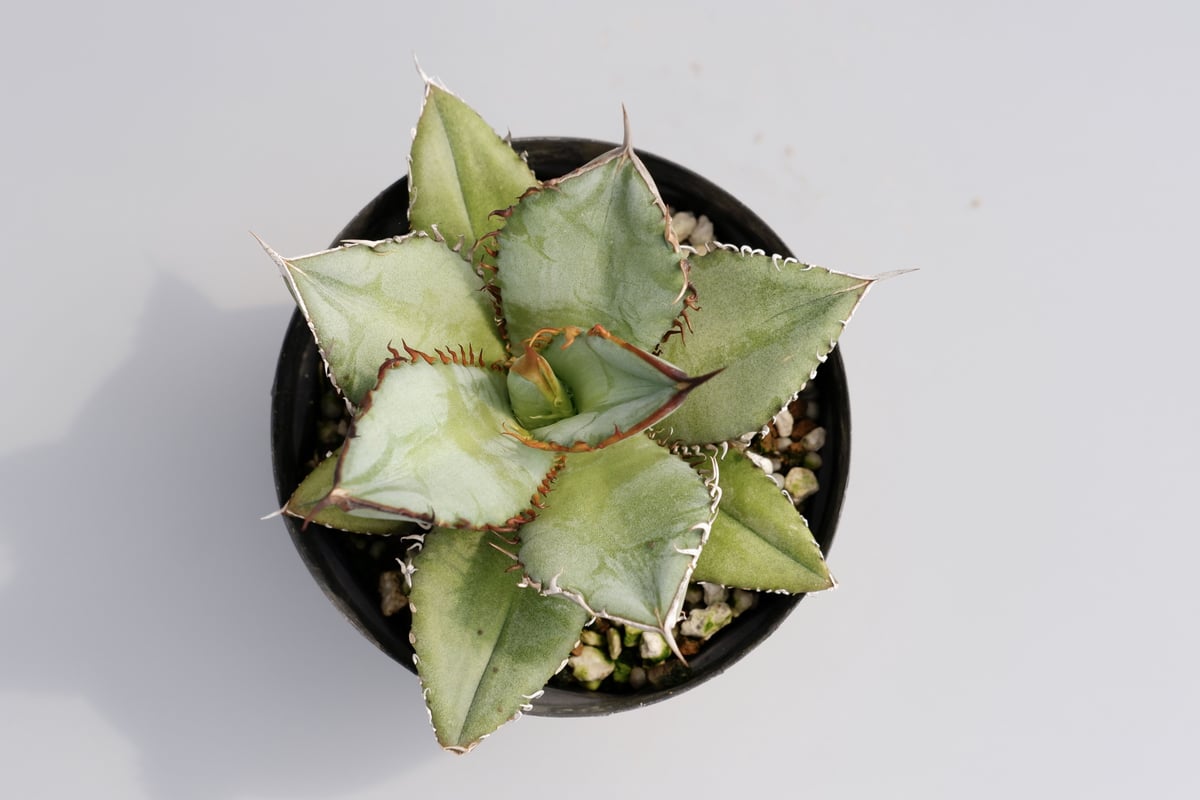 【専用お父ちゃん様】アガベ　オテロイ実生 アガベ オテロイ 実生株 Agave oteroi seeding 035 | Sunny