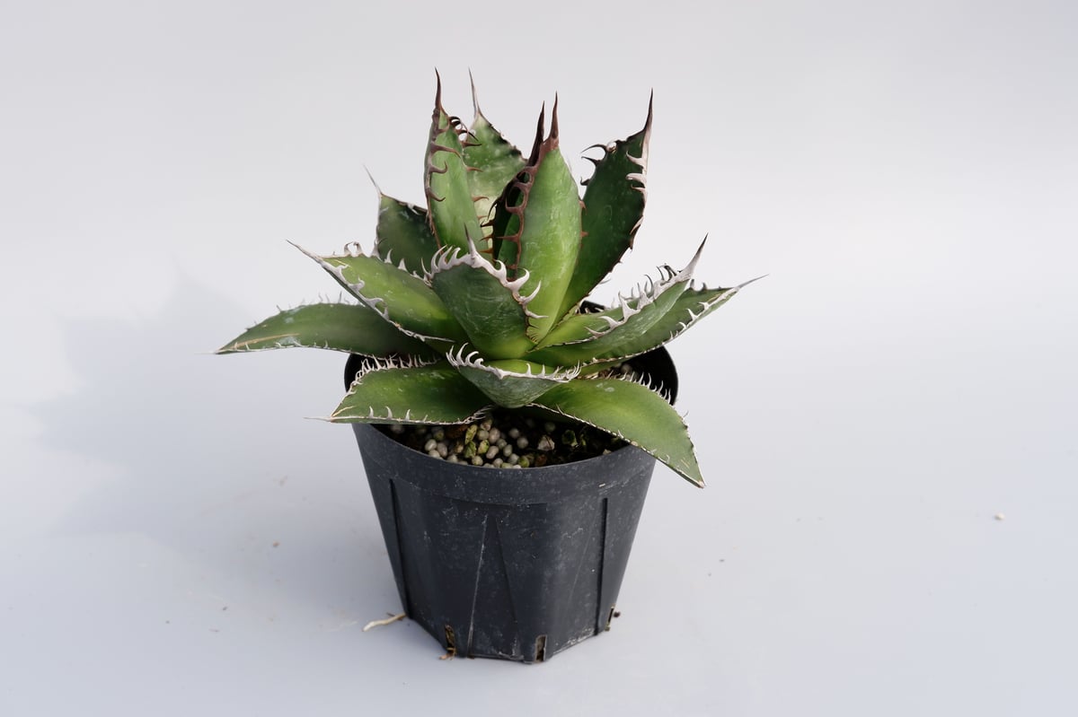 アガベ ホリダ 029 Agave horrida 強棘 | Sunny Branch