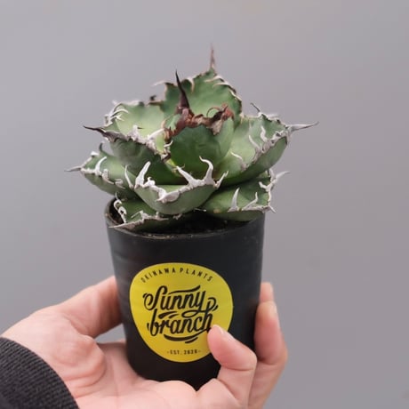 アガベシーザー | STORES