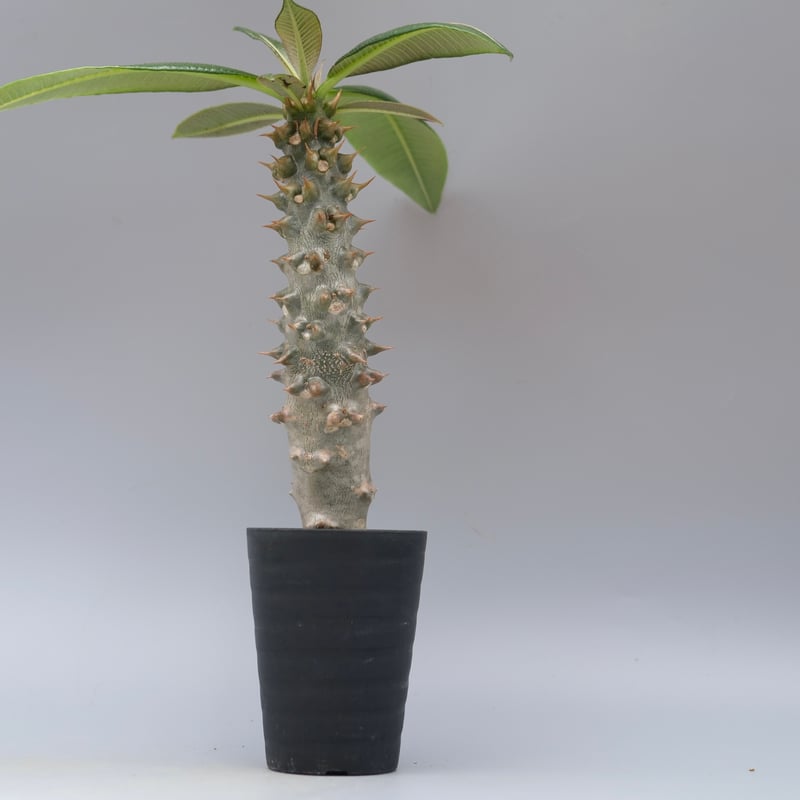 パキポディウム バロニー実生株035 Pachypodium baronii | Sunny