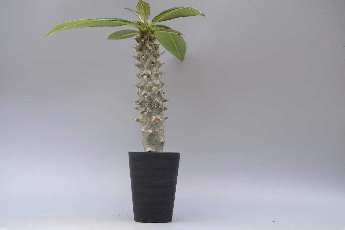 パキポディウム バロニー実生株035 Pachypodium baronii | Sunny
