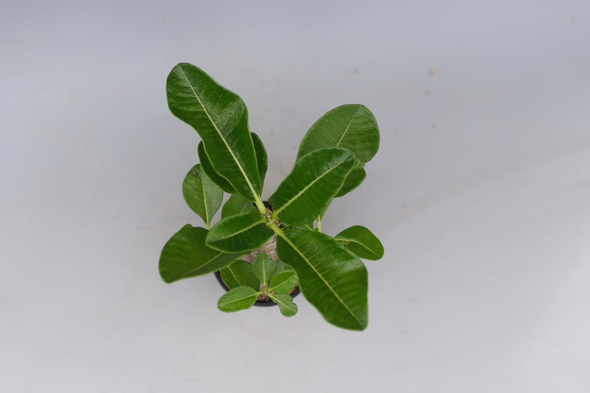 じぇむさんウィンゾリー じぇむさんウィンゾリー パキポディウム ウィンゾリー | GREEN LUCK