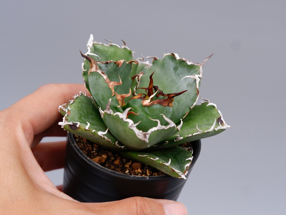 アガベ チタノタ 白鯨 Agave titanota white whale 181 | Su
