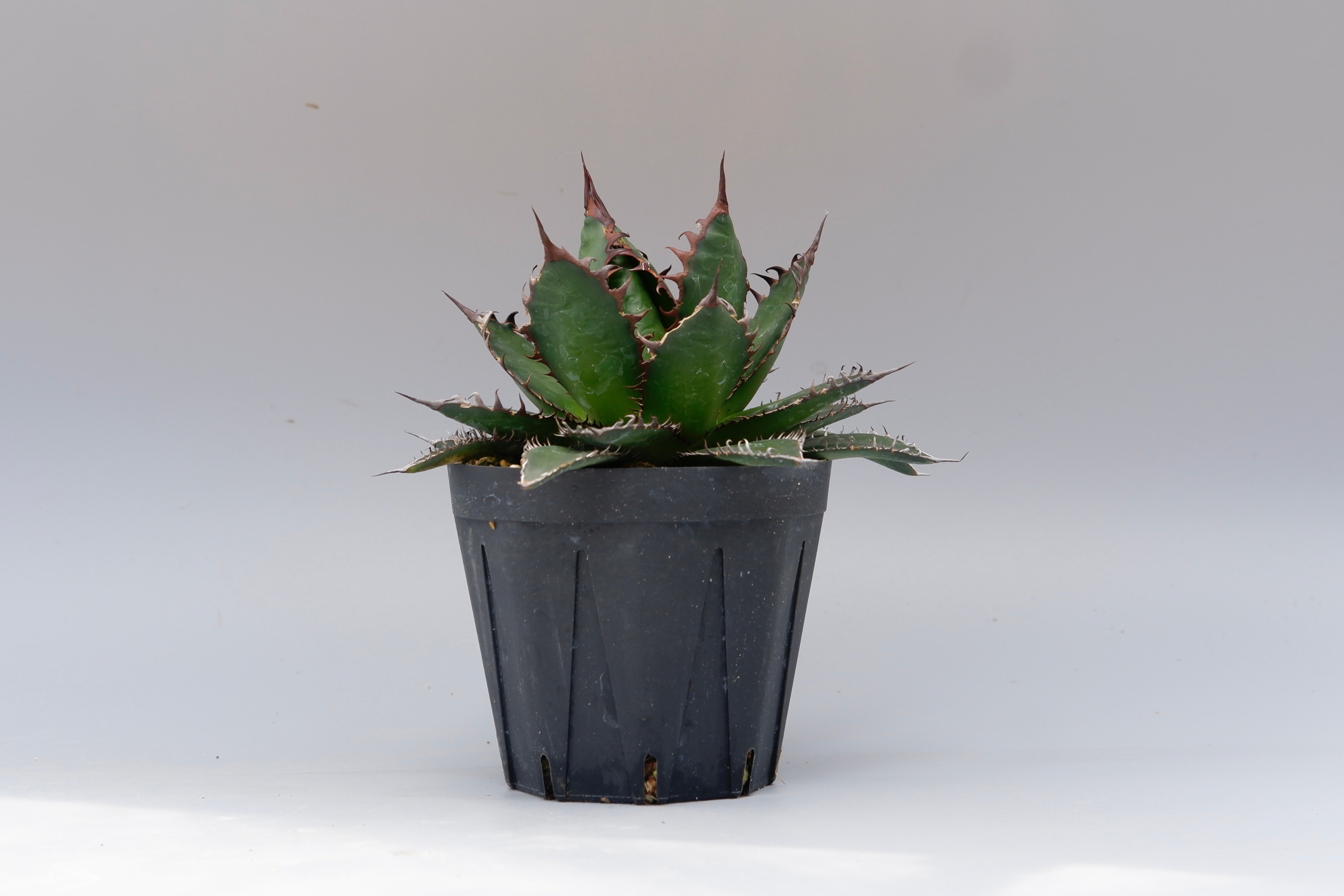 アガベ ホリダ 042 Agave horrida 強棘 | Sunny Branch