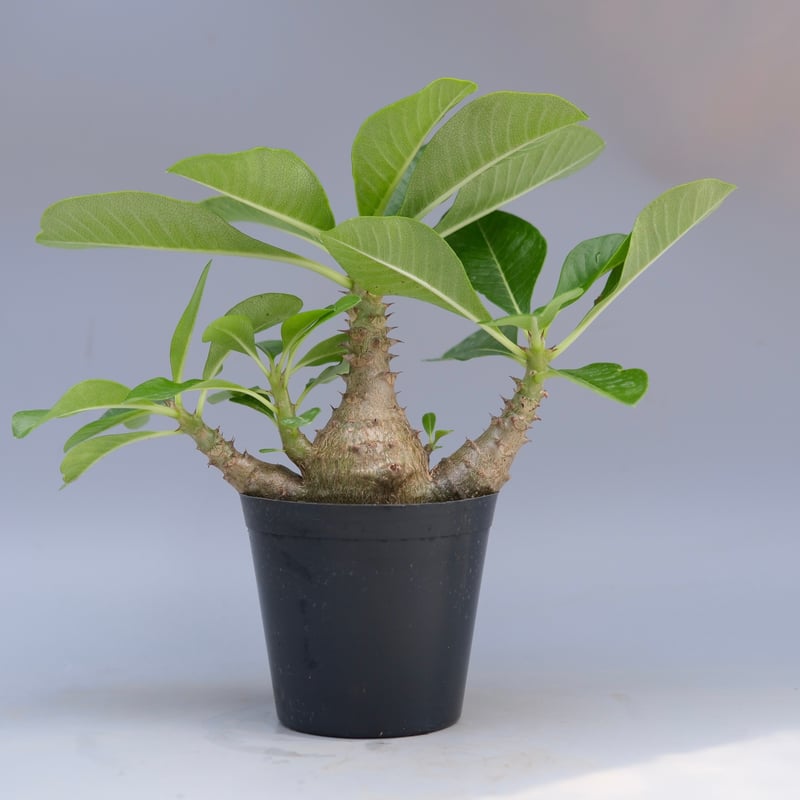 ウィンゾリー パキポディウム 実生株 実生株】パキポディウム ウィンゾリー | Pachypodium windsorii