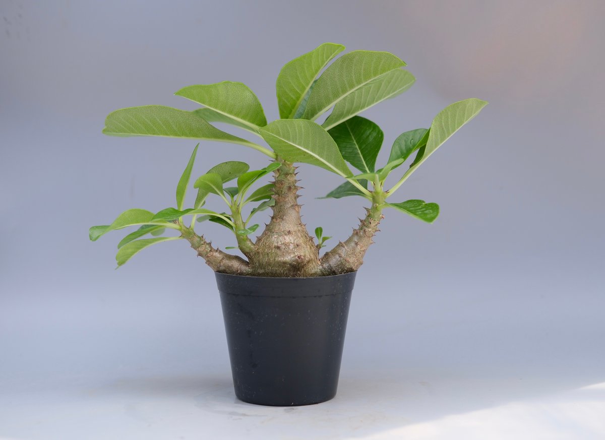 パキポディウム ウィンゾリー 実生株 066 Pachypodium windsorii