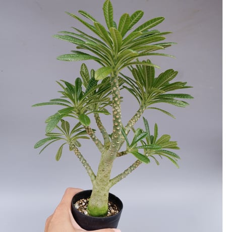 6/15新着！期間限定販売【現地発根株】ドルステニア ギガス 中株 ほそい ④ 