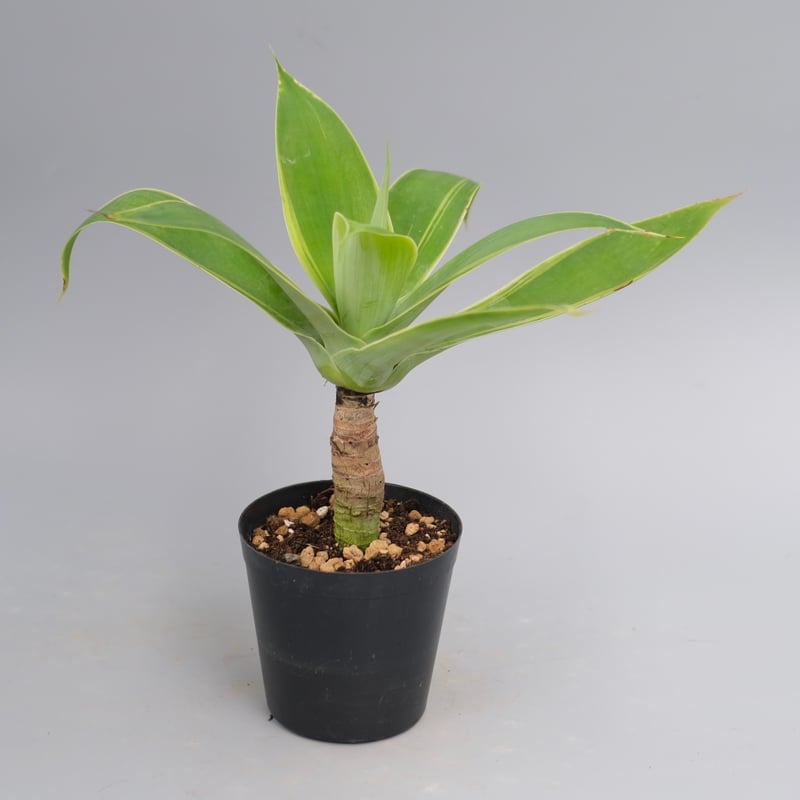 斑入り】アガべ アテナータ Agave attenuata 'Variegata' 003