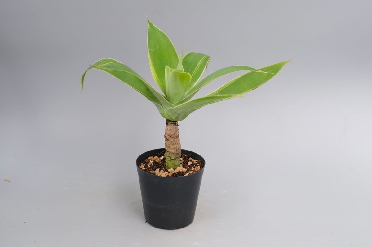 斑入り】アガべ アテナータ Agave attenuata 'Variegata' 003