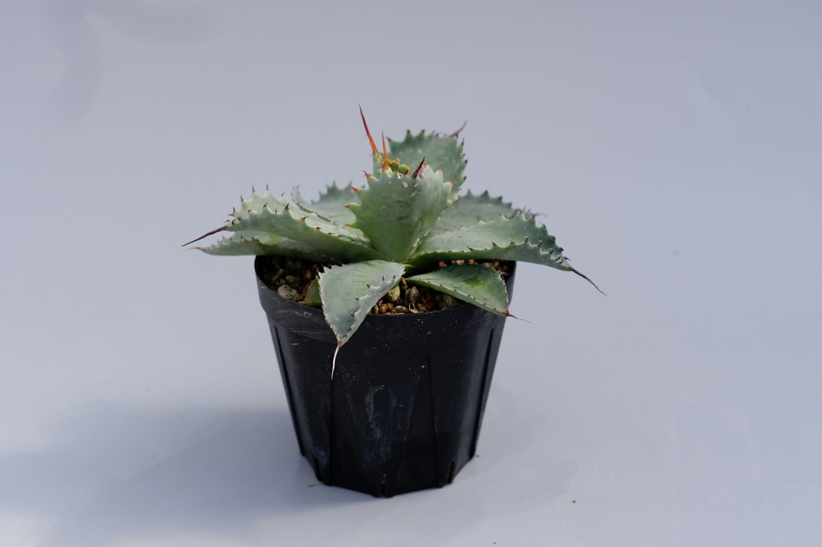 アガベ ポタトラム スポーン003 Agave Potatorum 'SPAWN' | Sun