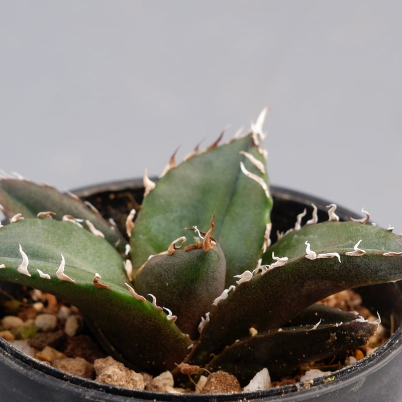 アガベ チタノタ 白鯨 Agave titanota white whale 131 | Su