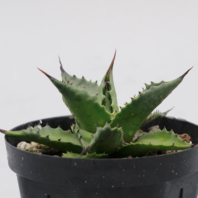 アガベ サロモニー・アガベ マグニフィカ 002 Agave salomonii Agave