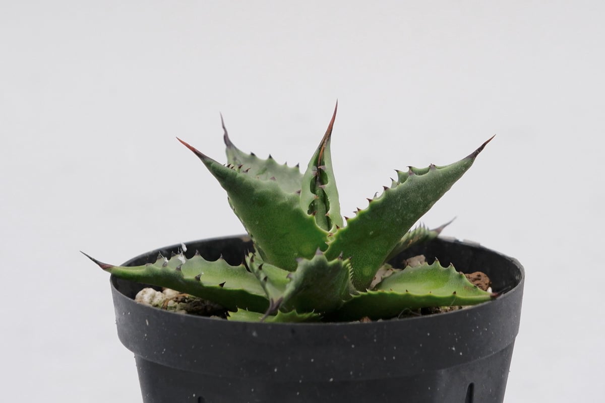 アガベ　マピサガ　引き取り限定 Yahoo!オークション -「引き取り限定」(観葉植物) の落札相場