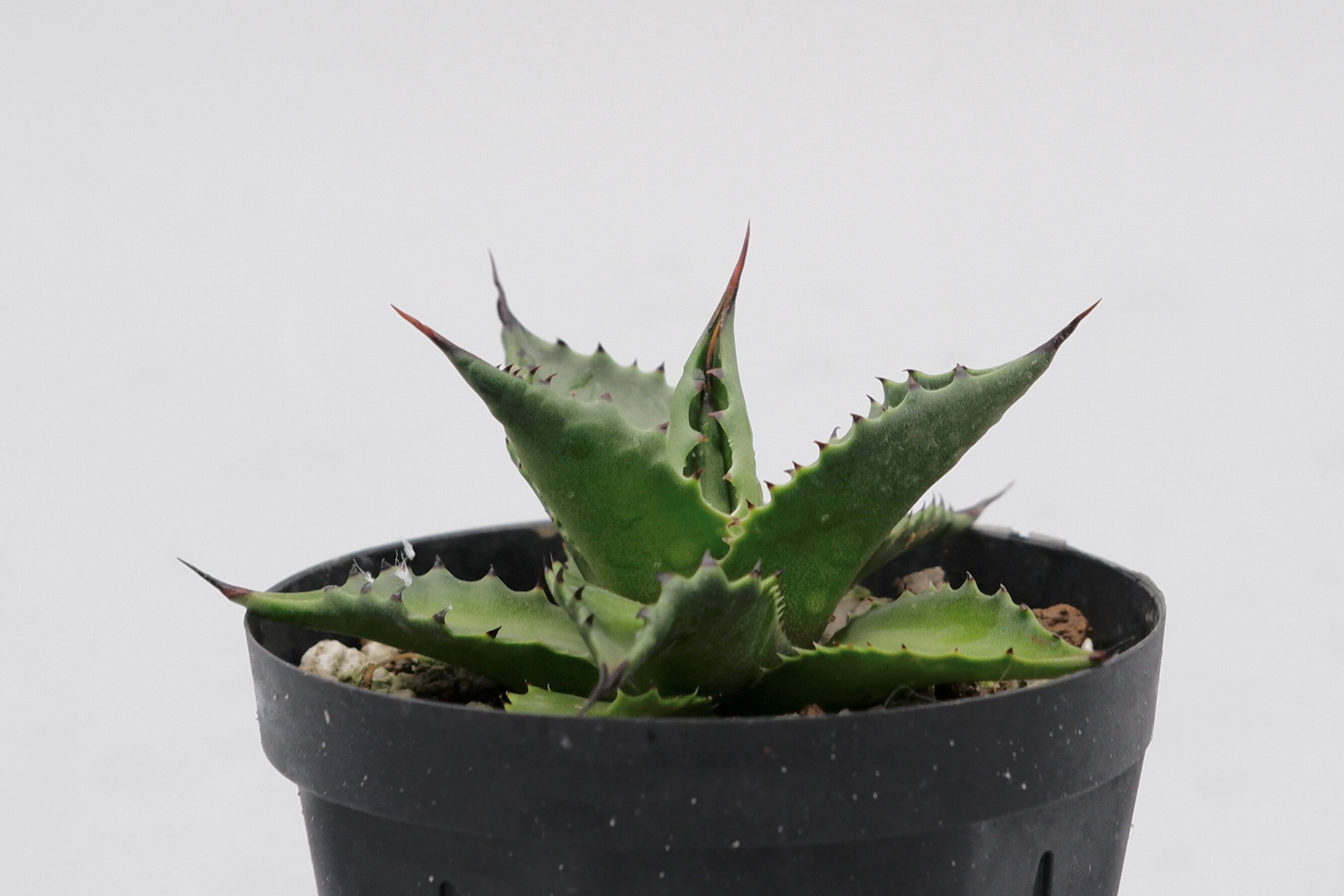 アガベ サロモニー・アガベ マグニフィカ 002 Agave salomonii Agave
