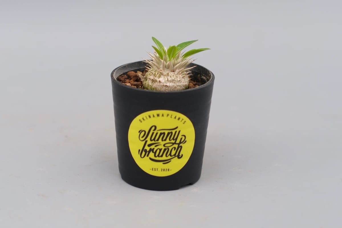 パキポディウム エニグマチカム 実生株 Pachypodium enigmaticum 007