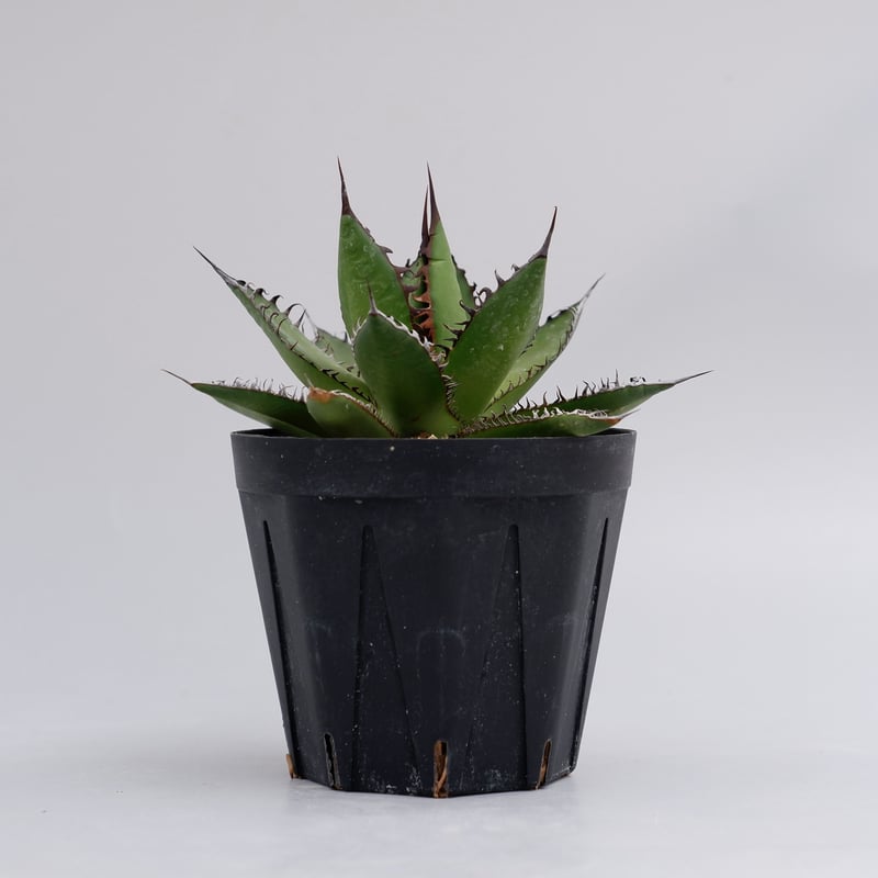 アガベ　ホリダ アガベ ホリダ 016 Agave horrida 強棘 | Sunny Branch