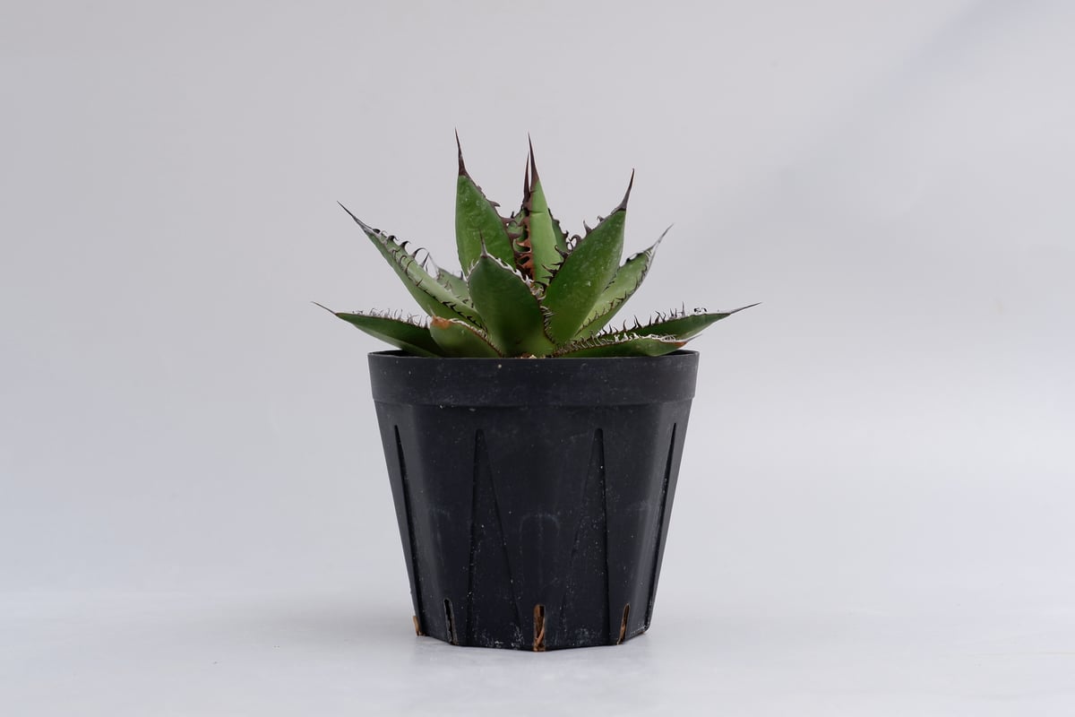 アガベホリダ極上株　Agave horrida No.AHRD016 アガベホリダ極上株 Agave horrida No.AHRD016