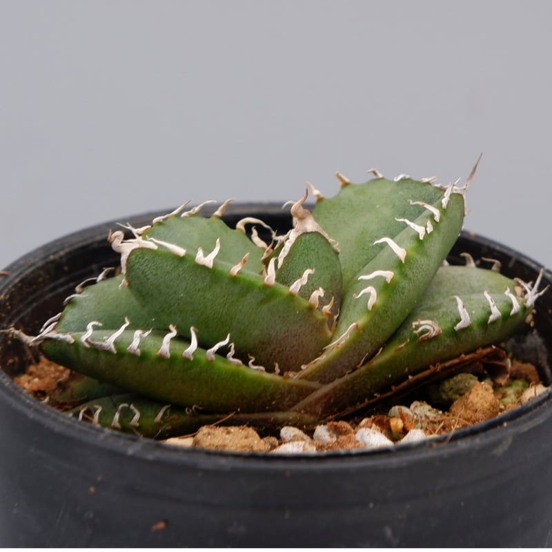 アガベ オテロイ 実生株 Agave oteroi seeding 088 | Sunny