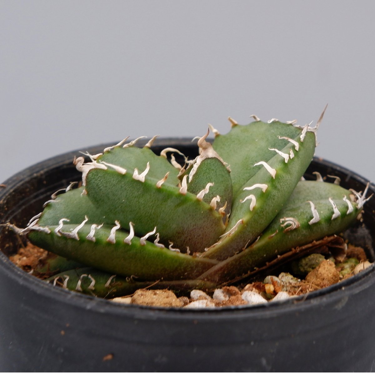 アガベ　チタノタ　オテロイ　実生　agave titanota oteroi アガベ オテロイ 実生株 Agave oteroi seeding 088 | Sunny