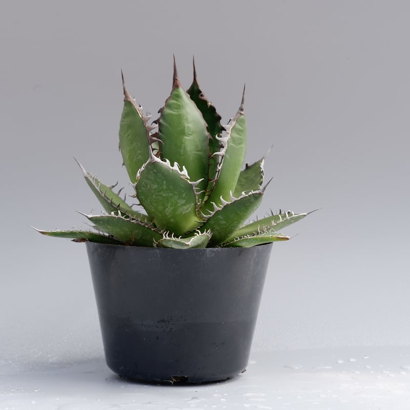 アガベ ホリダ 027 Agave horrida 強棘 | Sunny Branch
