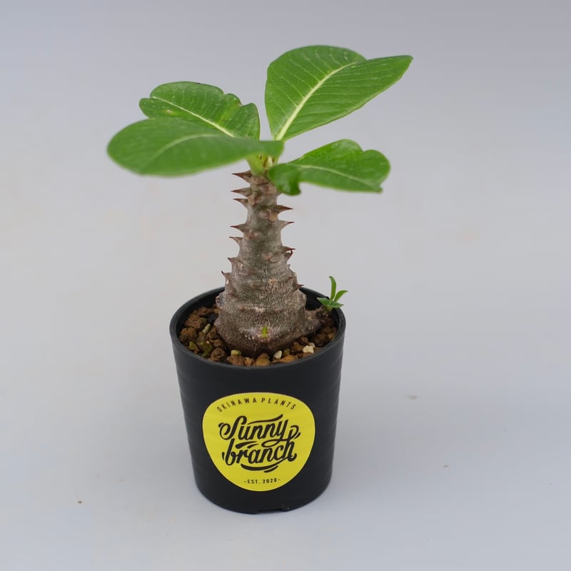 パキポディウム ウィンゾリー 実生株 030 Pachypodium windsorii |