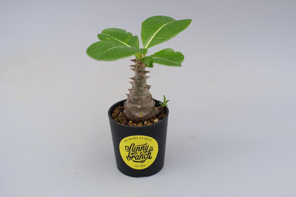 パキポディウム ウィンゾリー 実生株 030 Pachypodium windsorii |