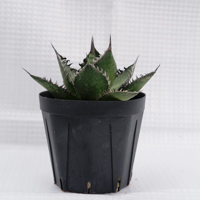 アガベ ホリダ 023 Agave horrida 強棘 | Sunny Branch