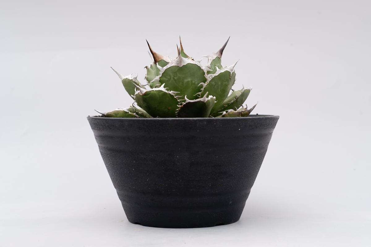 アガベ チタノタ 烈焔 002 Agave titanota 烈焔 | Sunny Branch アガベ チタノタ 烈焔 002 Agave titanota 烈焔 | Sunny Branch