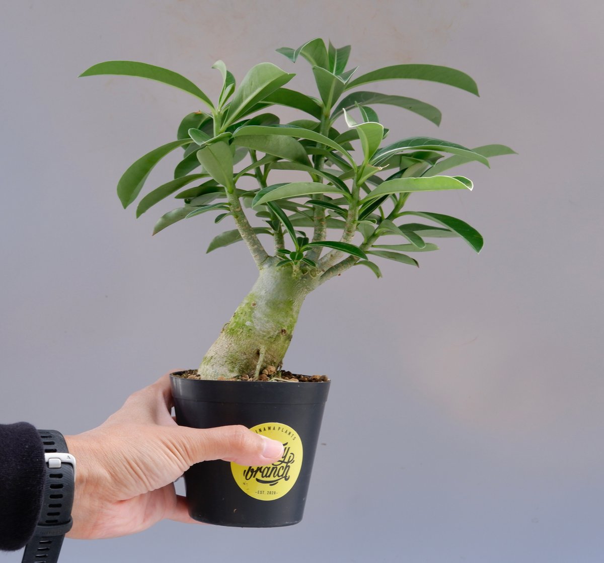 fit=scale-down,w=1200