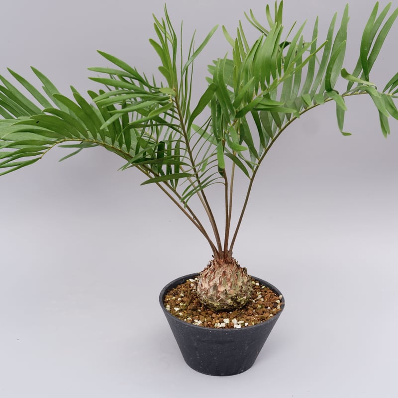 ザミア フロリダーナ 005 Zamia floridana 蘇鉄 | Sunny Branch