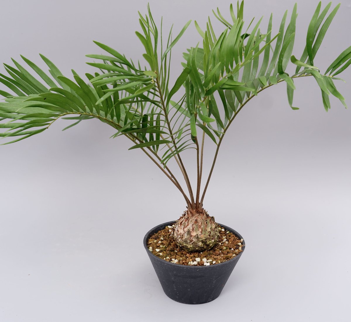 ザミア フロリダーナ 005 Zamia floridana 蘇鉄 | Sunny Branch