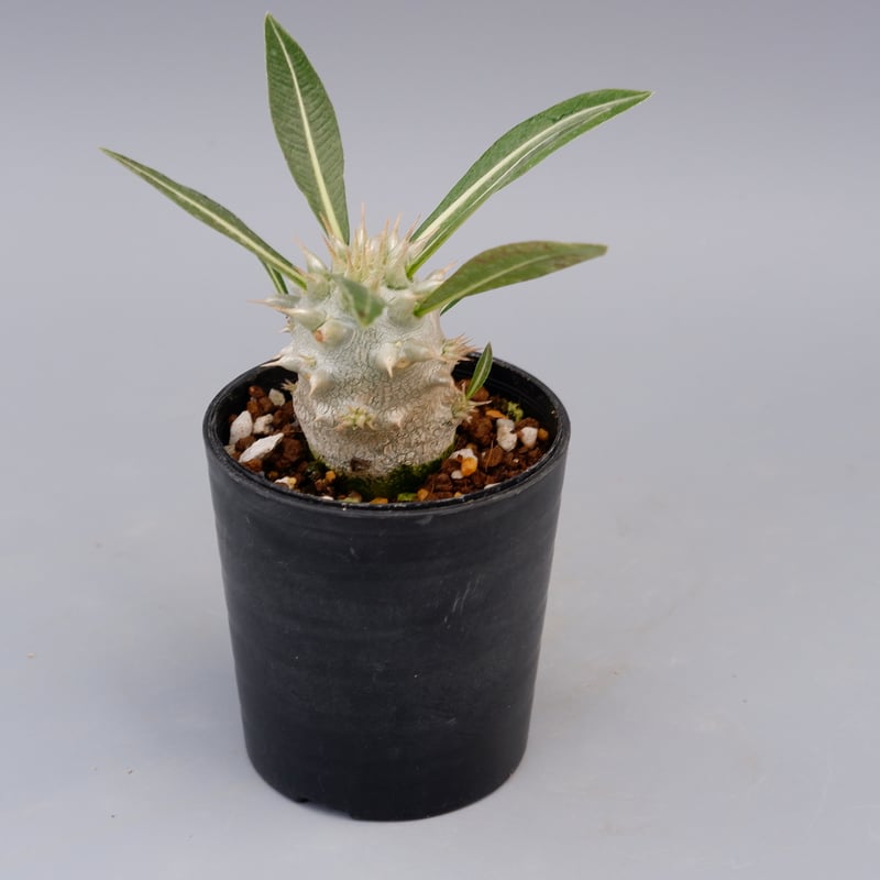パキポディウム ロスラーツム 実生株 004 Pachypodium rosulatum