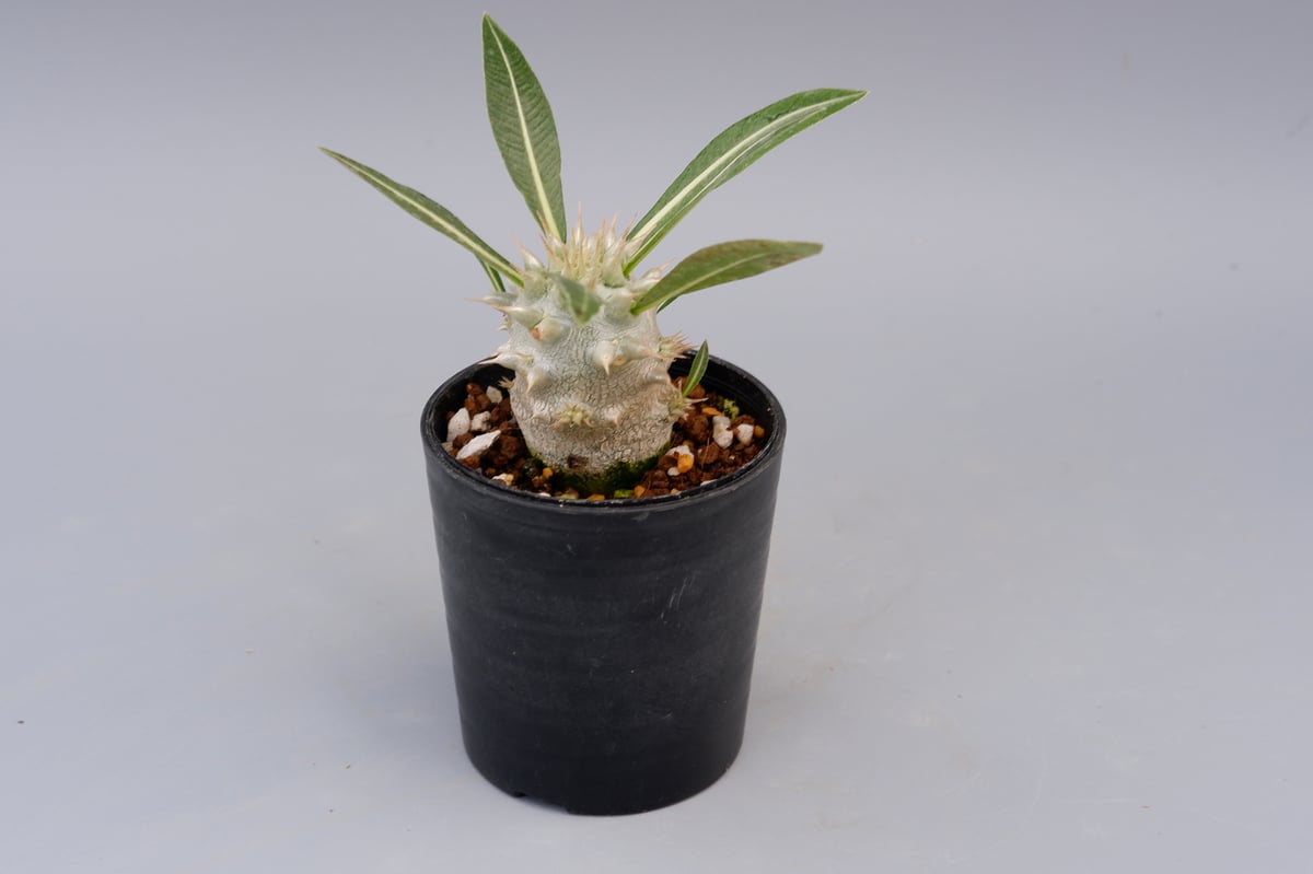 パキポディウム ロスラーツム 実生株 004 Pachypodium rosulatum ve