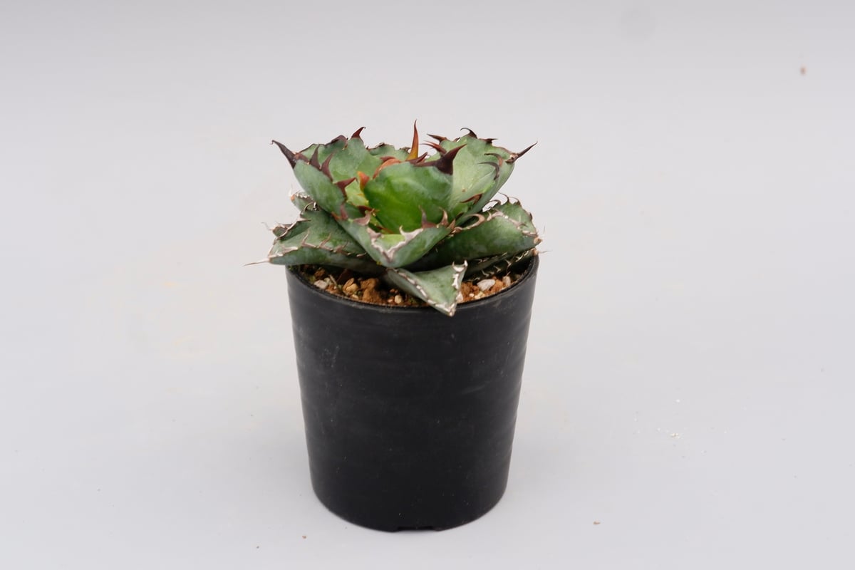 アガベ Agave titanota BB アガベ チタノタ ブラックアンドブルー Agave titanota BB 072 | Sun