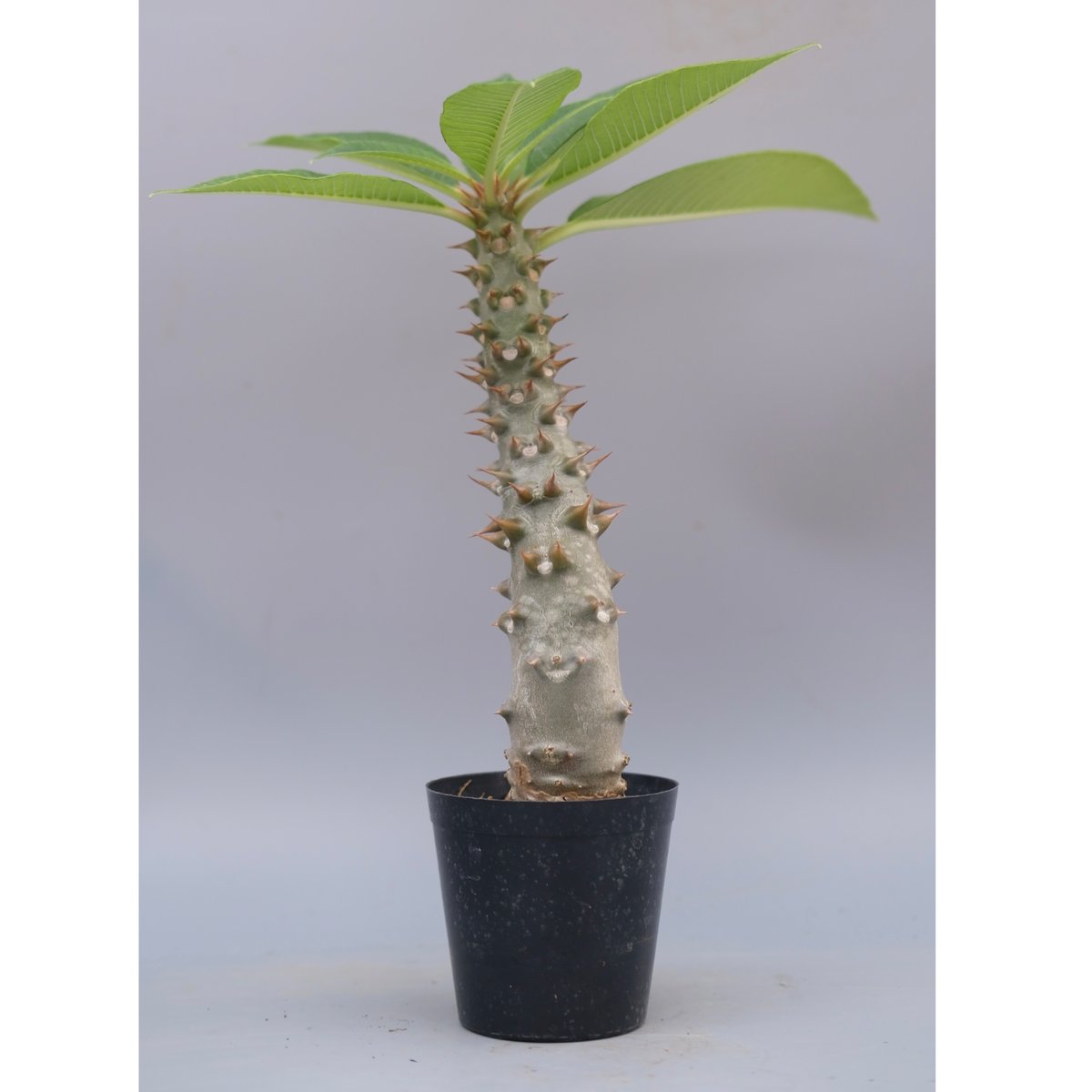 パキポディウム バロニー実生株043 Pachypodium baronii | Sunny