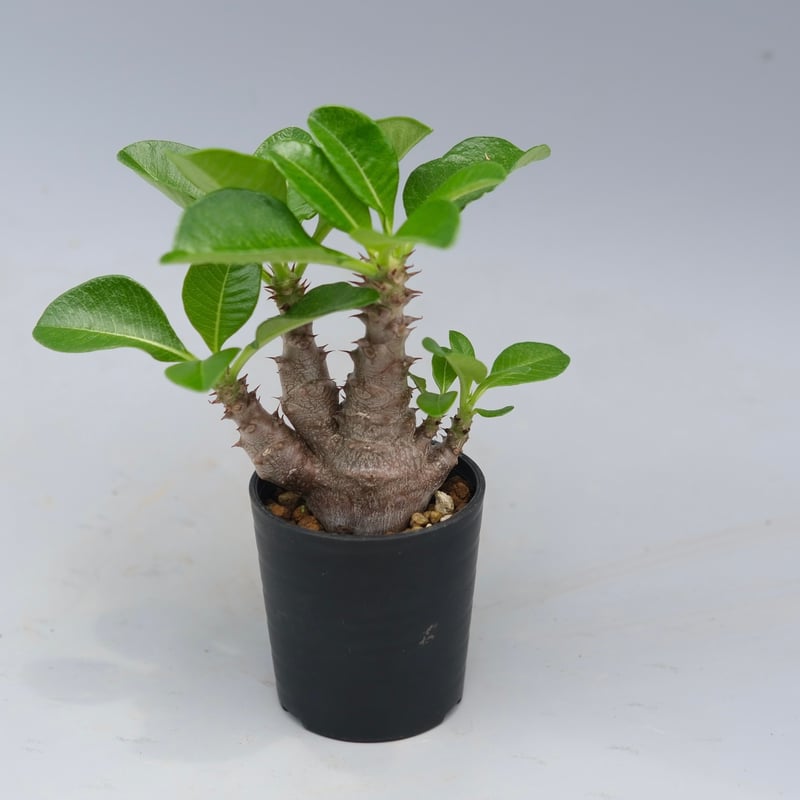 パキポディウム ウィンゾリー 実生株 052 Pachypodium windsorii |