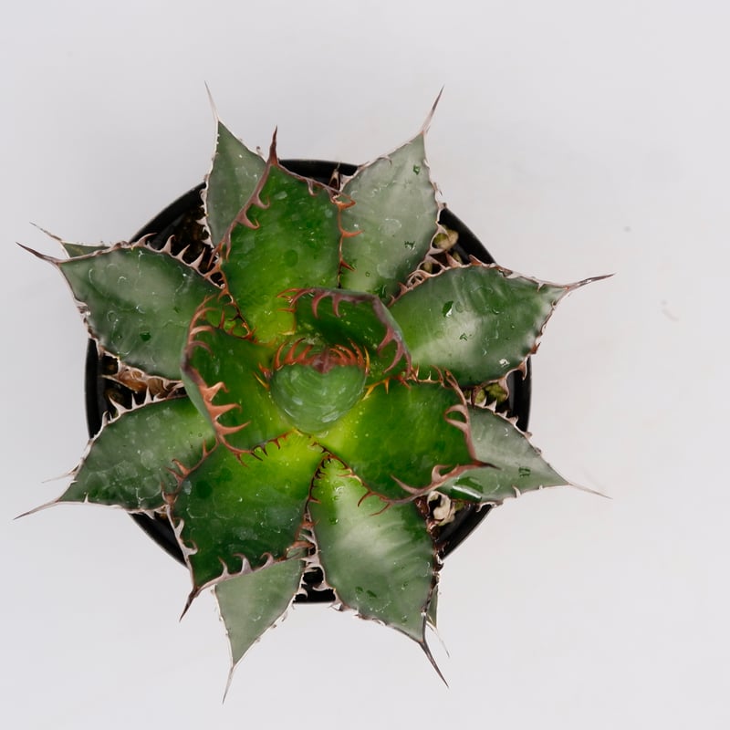 アガベ ホリダ 040 Agave horrida 強棘 | Sunny Branch