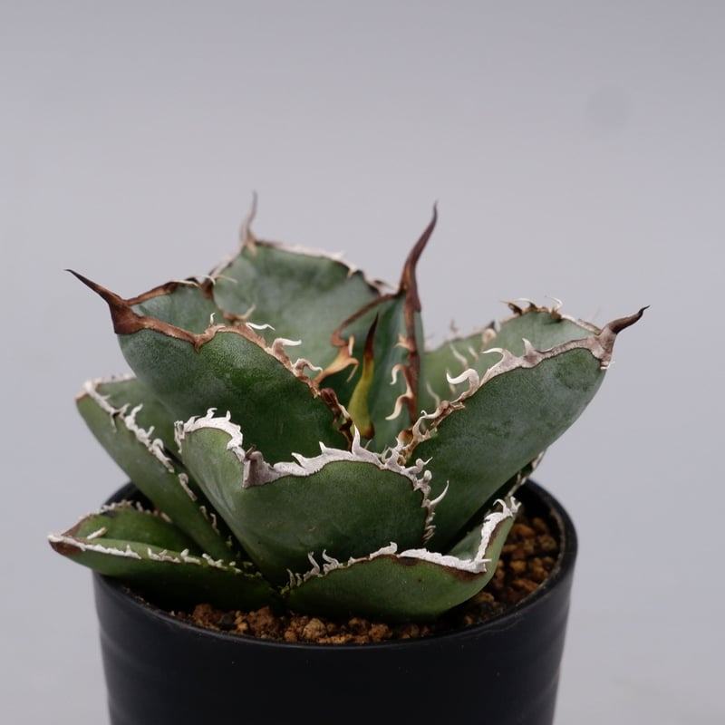 アガベ チタノタ 白鯨 Agave titanota white whale 183 | Su