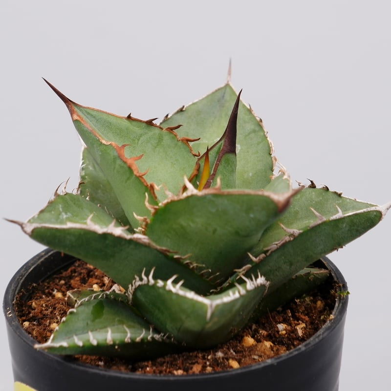 アガベ 青緑 オテロイ実生 アガベ オテロイ 実生 オテロイ実生株 10株セット アガベ中株