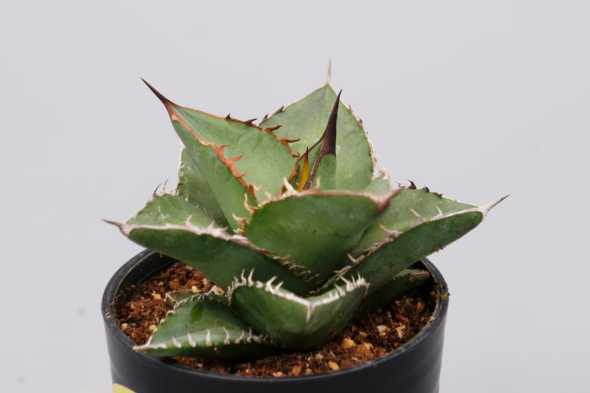 セール‼️アガベ　オテロイ　実生　中株　agave titanota oteroi アガベ オテロイ 実生株 Agave oteroi seeding 074 | Sunny