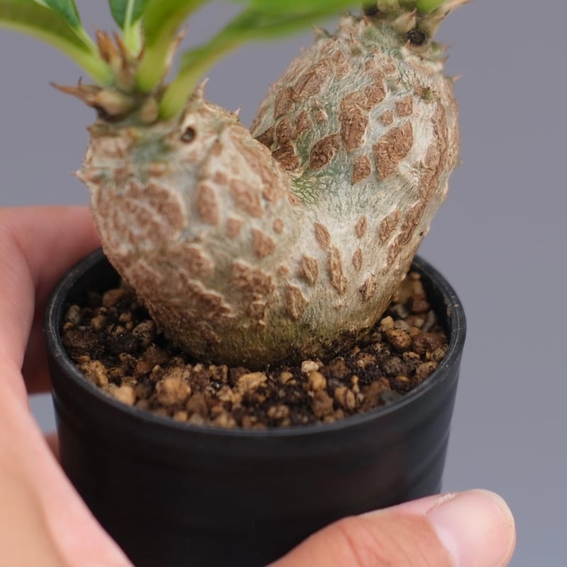 EMP パキポディウム ウィンゾリー 実生 / Pa84 実生株】パキポディウム ウィンゾリー | Pachypodium windsorii – LAND